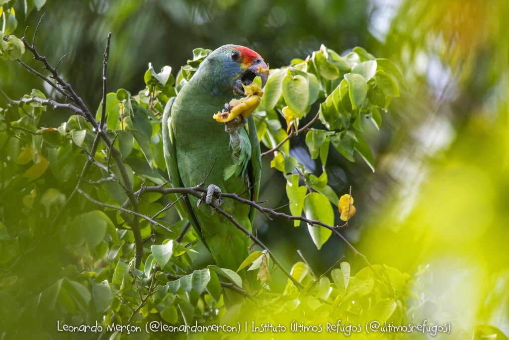 Image of Red-browed Amazon
