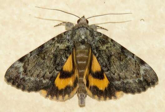 Image of Little Underwing