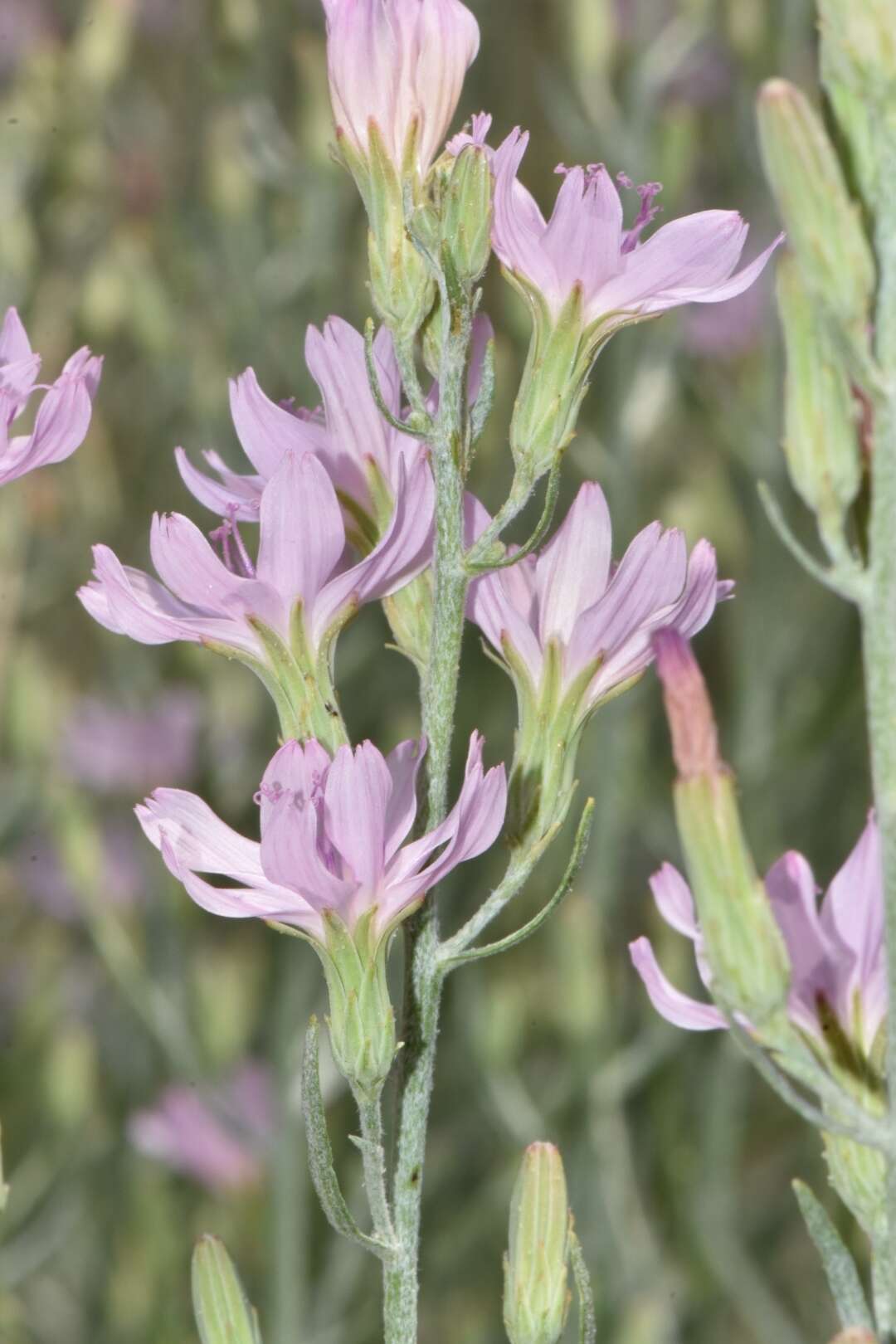 صورة Stephanomeria occultata