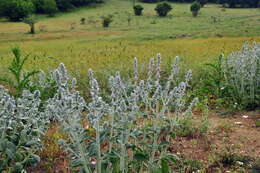 Stachys cretica L. resmi