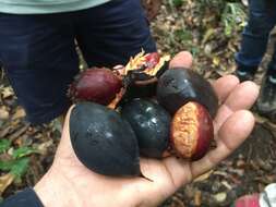 Van-royena castanosperma (C. T. White) Aubrév. resmi