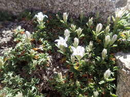 Image of Castle Crags bellflower