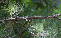 Sivun Chloris monguilloti (Delacour 1926) kuva