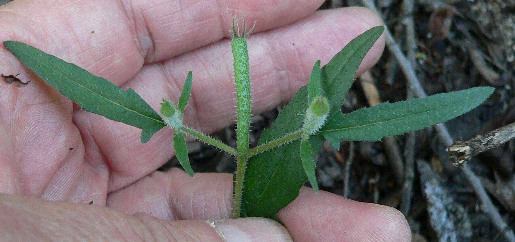 Image of Organ Mountain blazingstar