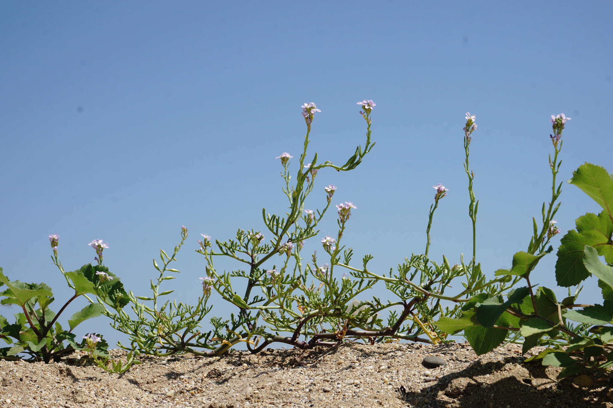 Image of Cakile maritima subsp. euxina (Pobed.) Nyár.