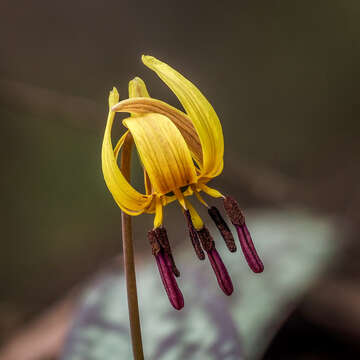 Image of dimpled troutlily