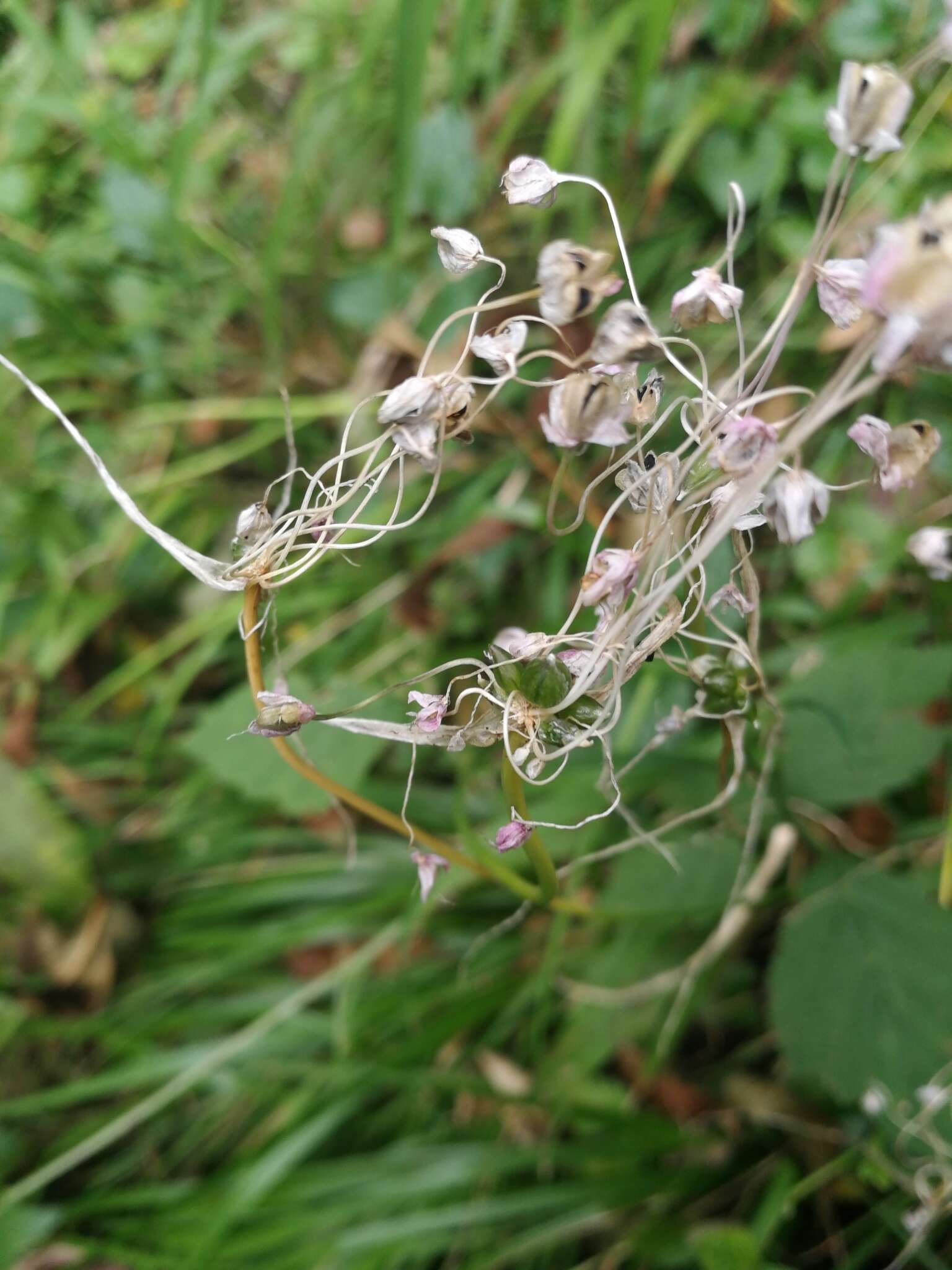 Image of Allium carinatum L.