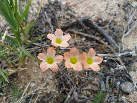 Image of Oxalis gracilis Jacq.