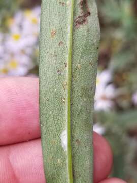 Image of white panicle aster