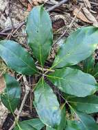 Image of Nothocissus sterculiifolia (F. Müll. ex Benth.) Latiff