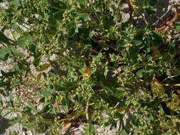 Image of Euphorbia atoto G. Forst.