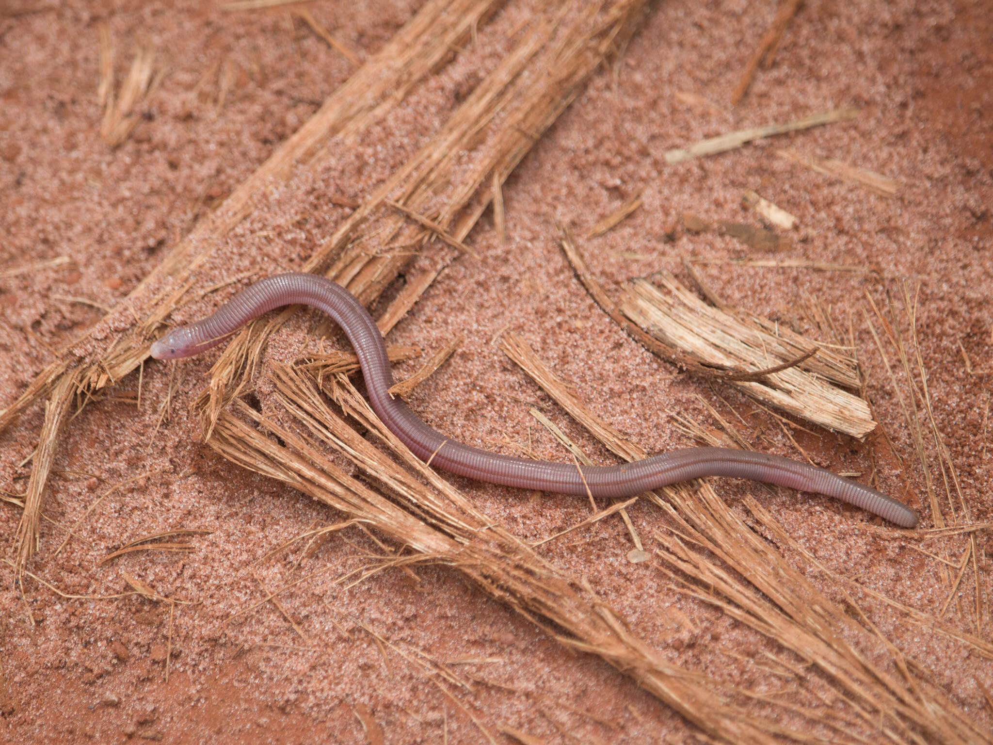 Image of Amphisbaena roberti Gans 1964