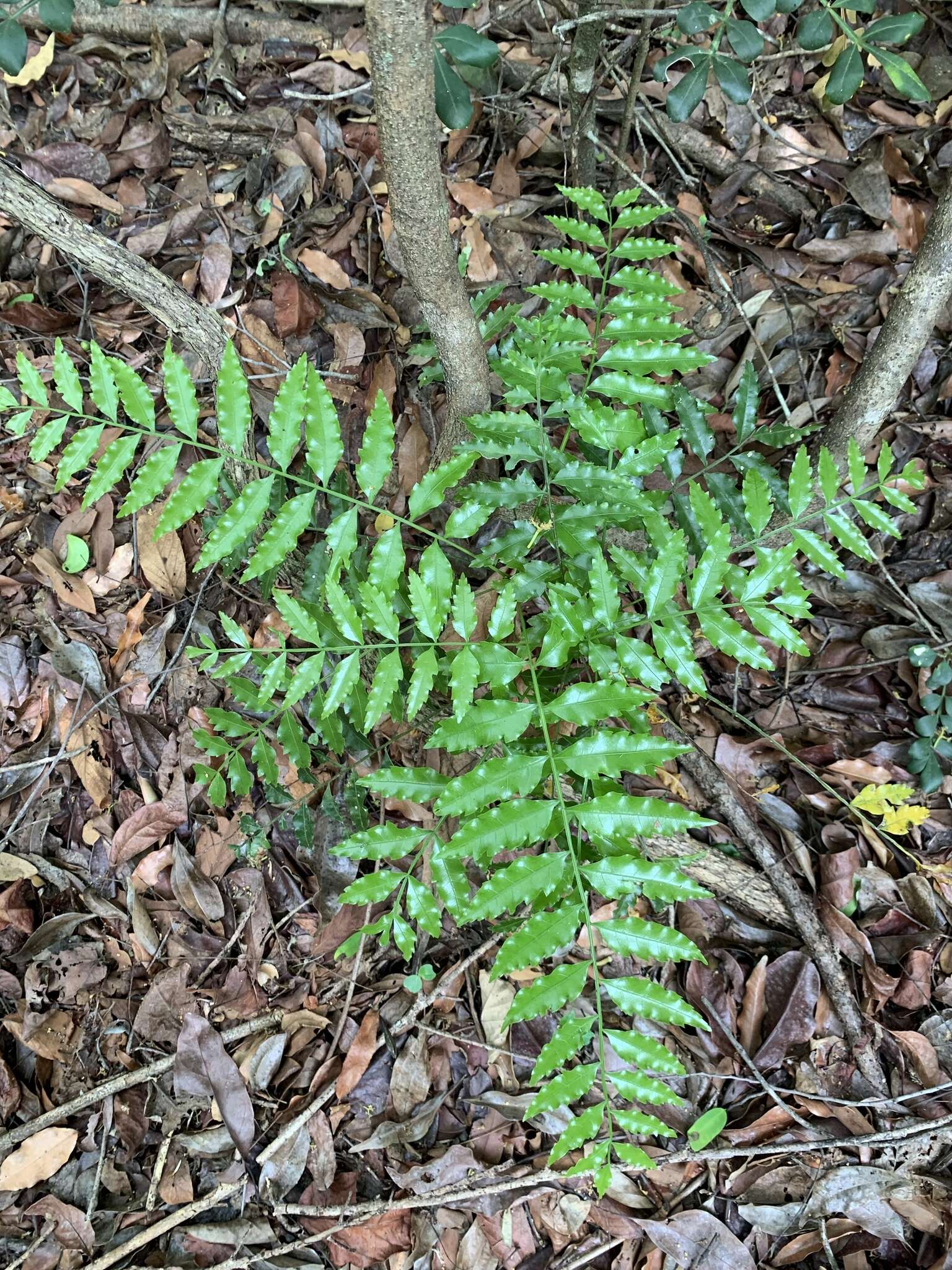 Plancia ëd Tina isaloensis Drake