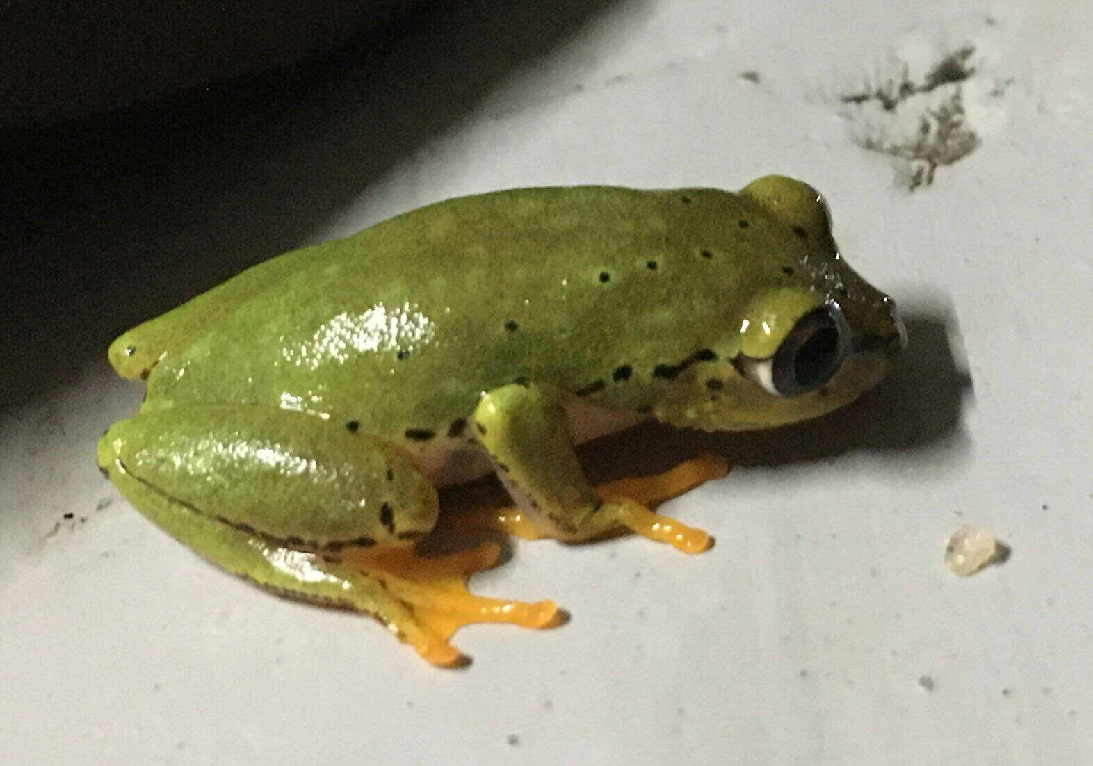 Image of Boettger's Reed Frog