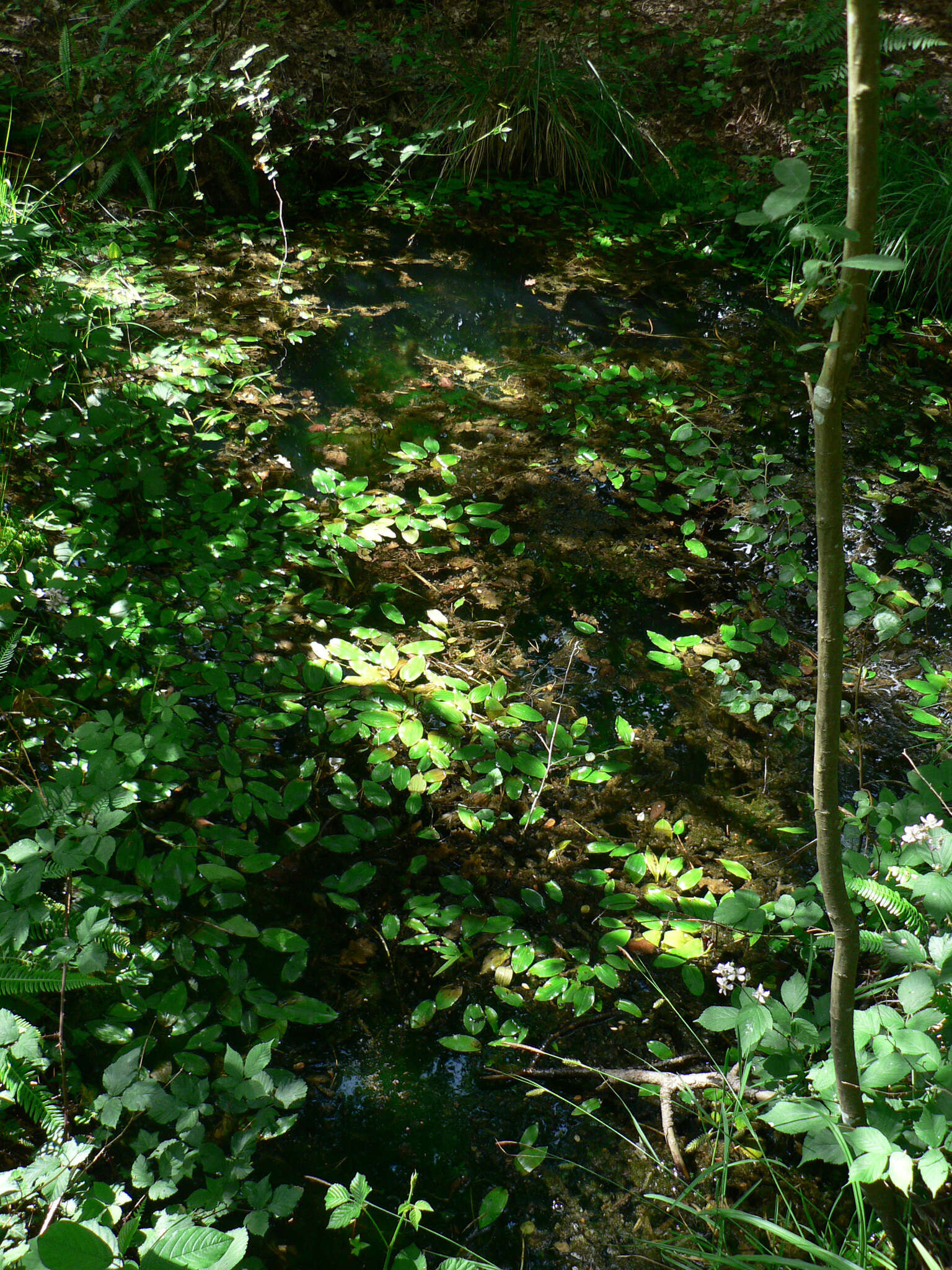 Image of Bog Pondweed