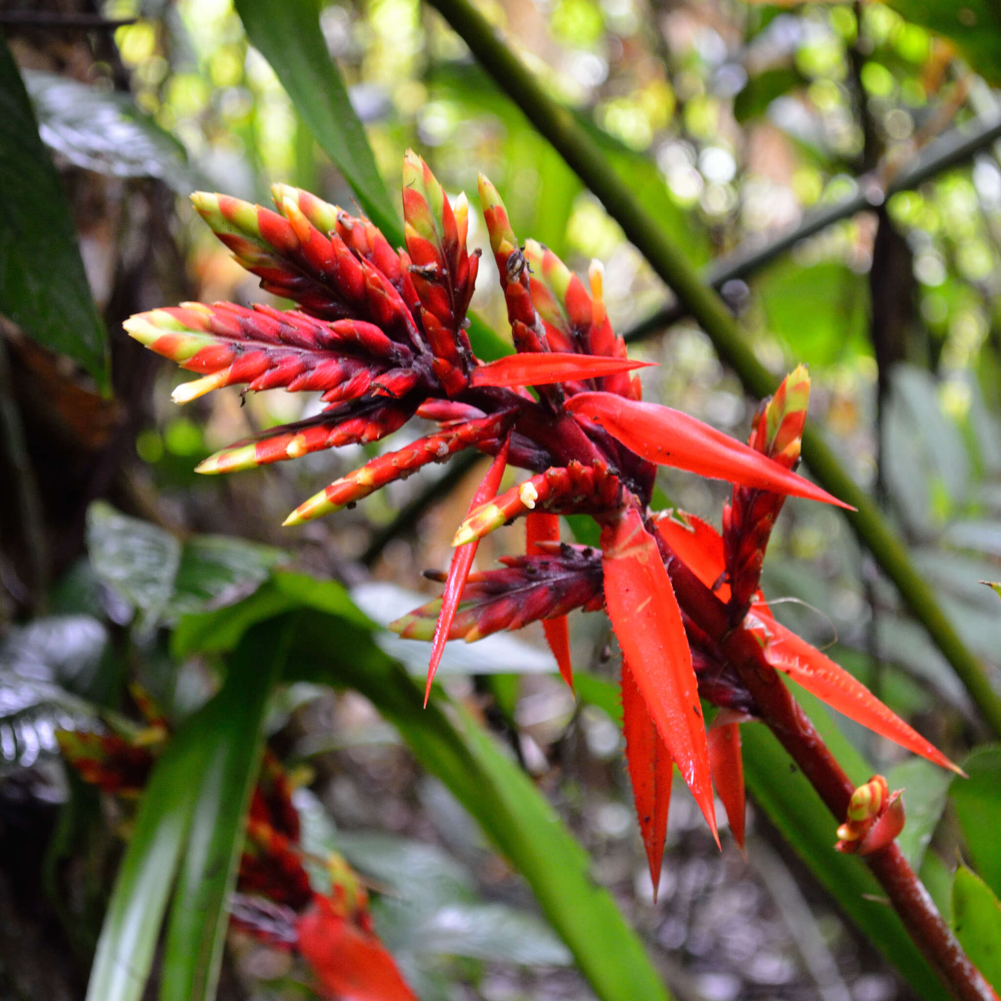 Image of Aechmea tillandsioides (Mart. ex Schult. & Schult. fil.) Baker