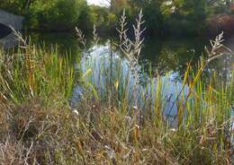 Plancia ëd Echinochloa muricata (P. Beauv.) Fernald