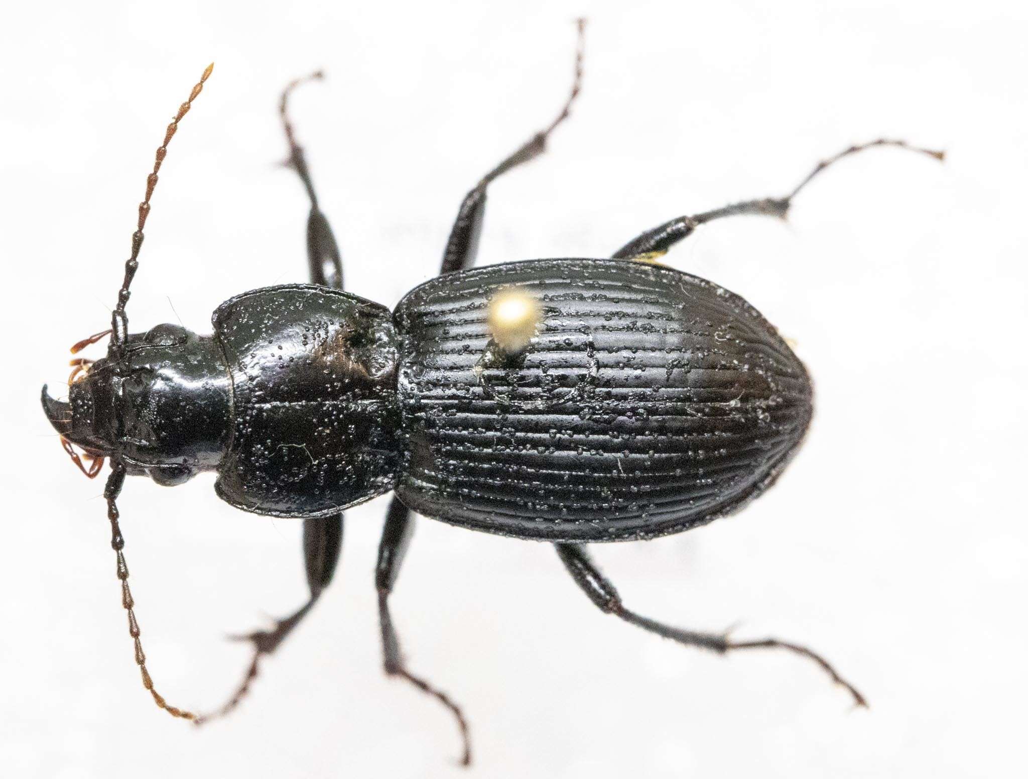 Image of Pterostichus (Petrophilus) coracinus (Newman 1838)