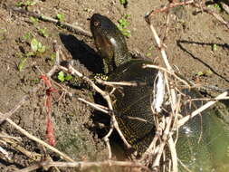 Image of Eastern Pond Turtle