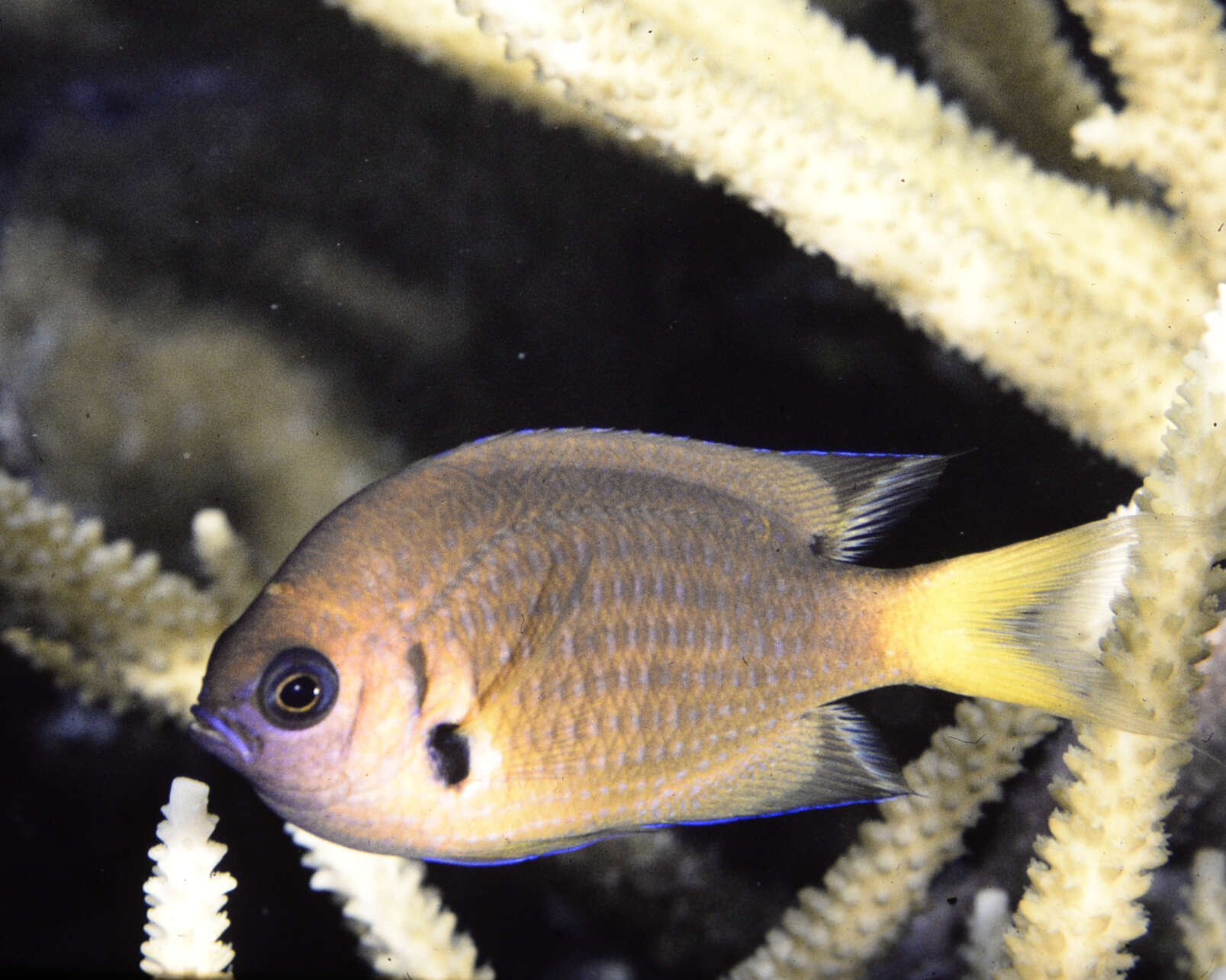 Слика од Pycnochromis pacifica (Allen & Erdmann 2020)