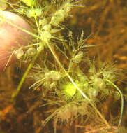 Image of Utricularia stellaris L. fil.