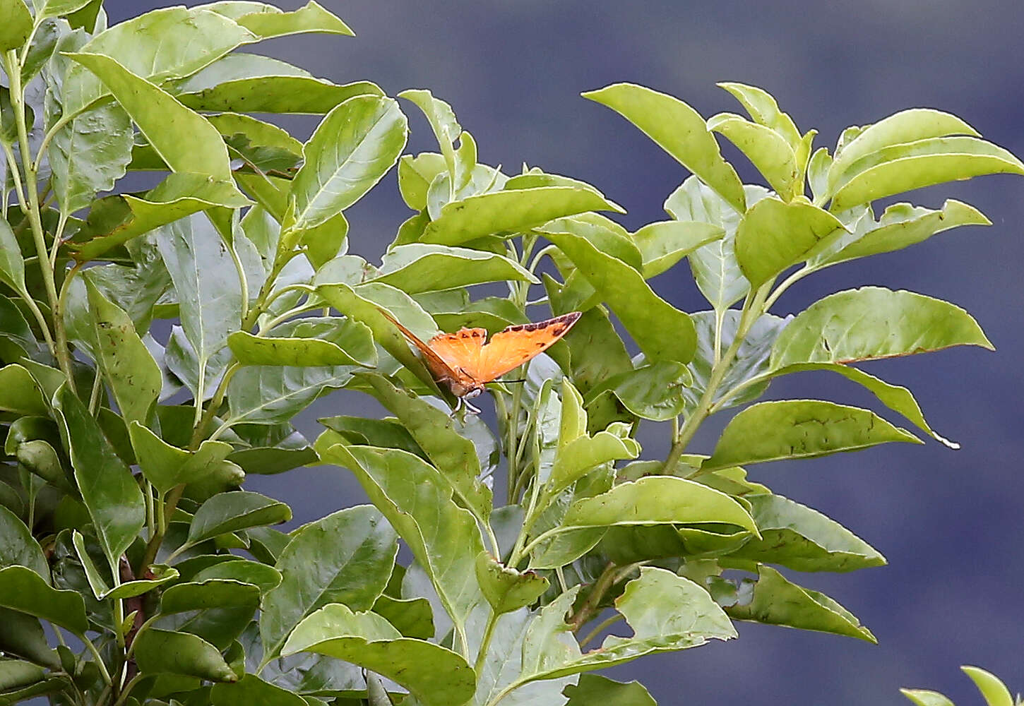 Image of Charaxes marmax Westwood 1848