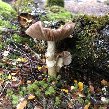 Image of Cortinarius meleagris (E. Horak & G. M. Taylor) E. Horak, Peintner, M. M. Moser & Vilgalys 2002