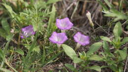 Plancia ëd Ipomoea capillacea (Kunth) G. Don