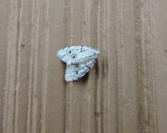 Image of Little White Lichen Moth