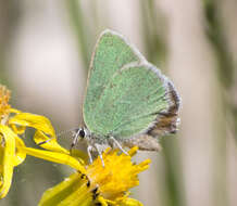 Image of <i>Callophrys <i>affinis</i></i> affinis