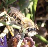 Image of Andrena gravida Imhoff 1832