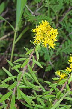 Image of <i>Sedum selskianum</i> Regel & Maak