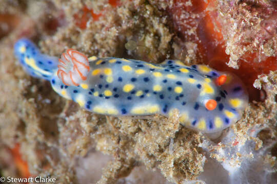 Image of Red gilled yellow spotted green slug