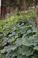 Image of Actaea elata var. alpestris