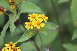 Image of Lasianthaea ceanothifolia (Willd.) K. M. Becker