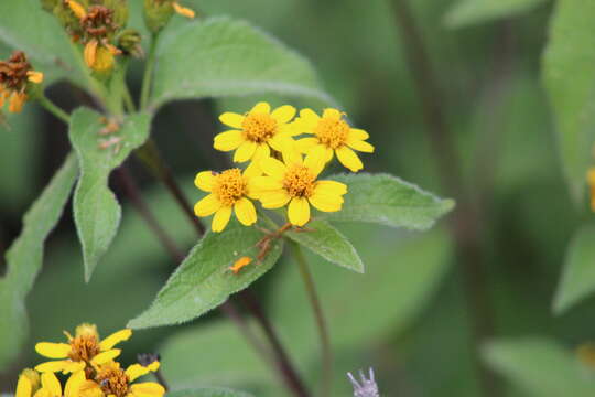 صورة Lasianthaea ceanothifolia (Willd.) K. M. Becker