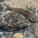 Image of Blackthroat goby