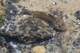 Imagem de Favonigobius melanobranchus (Fowler 1934)