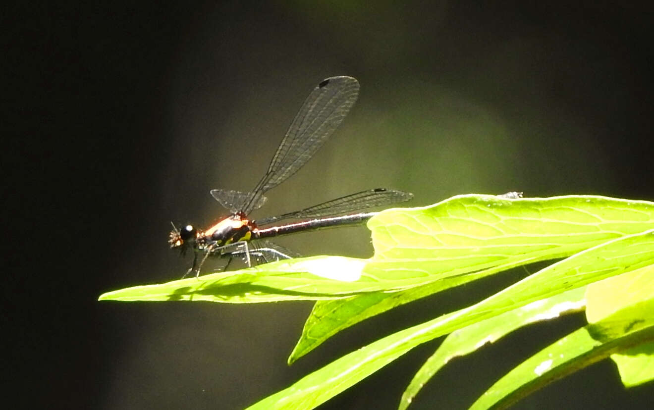 Image of Austroargiolestes chrysoides (Tillyard 1913)