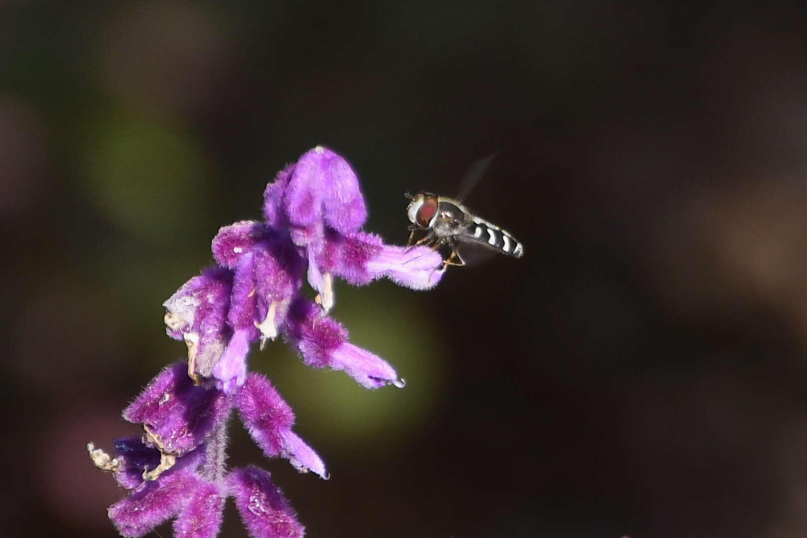 Imagem de Scaeva pyrastri (Linnaeus 1758)