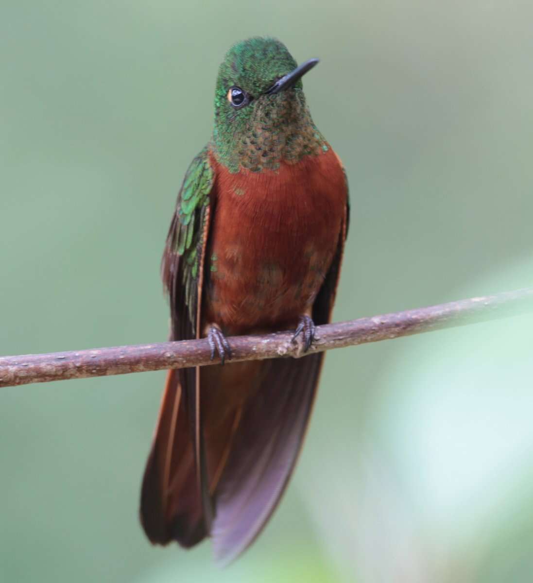 Image of Chestnut-breasted Coronet