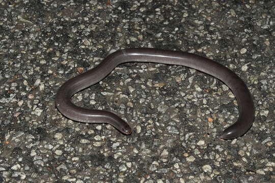 Image of Rotund Blind Snake