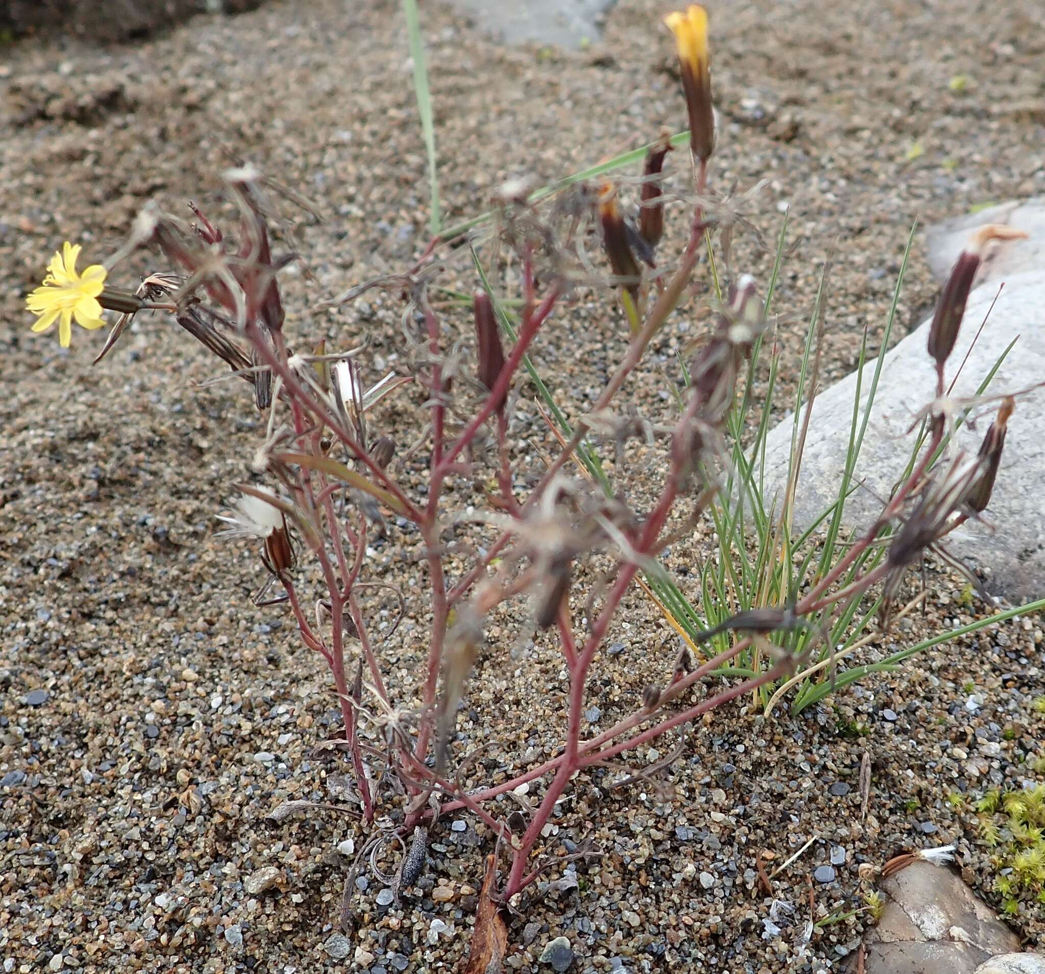 Plancia ëd Askellia elegans (Hook.) W. A. Weber