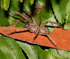 Image of Mituliodon tarantulinus (L. Koch 1873)