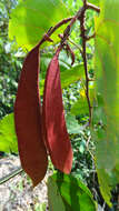 Image of Bauhinia phoenicea Wight & Arn.