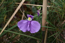 Utricularia geminiloba Benj.的圖片