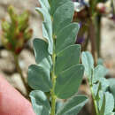 Image of Astragalus oophorus var. oophorus