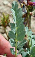 Image of Astragalus oophorus var. oophorus