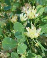 Image of cowbag clover