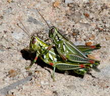 Image of Hesperotettix viridis (Thomas & C. 1872)